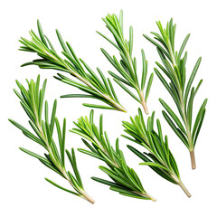 Fototapeta premium A collection of seven green rosemary sprigs are arranged on a white background