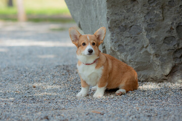 A puppy is a Welsh Corgi dog on a summer walk