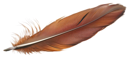 PNG Brown feather on white background