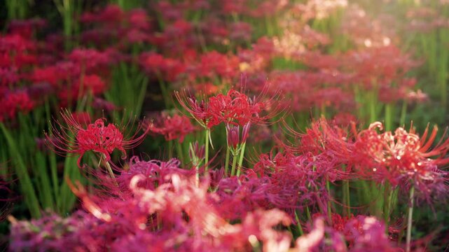 Red spider&nbsp;lilies illuminated by the afternoon sun