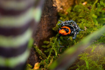 Blessed poison frog, Ranitomeya benedicta