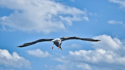 Seagull flying in the sky. White clouds in the background. Bird from the coast.