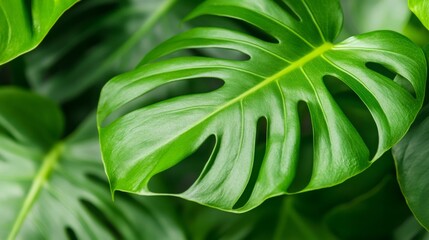 A leafy green plant with a large leaf that is open and has a lot of veins. The leaf is the main focus of the image