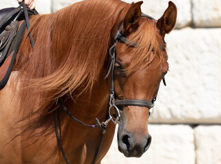 beautiful sorrel horse