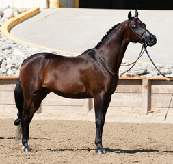 Arabian horse