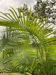 Dypsis lutescens, also known as golden cane palm, areca palm is a species of flowering plant in the family