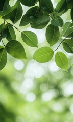 Obraz premium Serene Summer Morning Under Lush Green Leaves with Sunlight Filtering Through - Fresh, Vibrant, and Full of Life