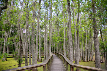Swamps and Bayous of Florida and the deep south of America © wayne