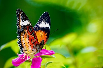 Obraz premium butterfly on flower