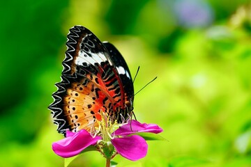 butterfly on flower
