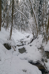 Winter in a forest in the German Alps in the bavarian Allgäu