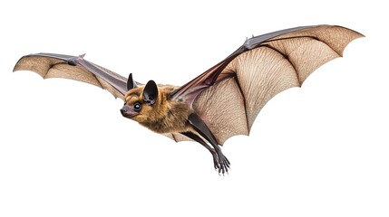 Bat in flight. Wing flap. Isolated white background