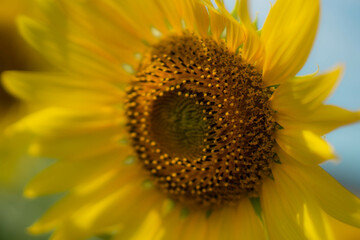 Obraz premium A suitable name for this image could be Bright yellow sunflower with a bee, close-up view in nature