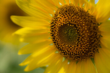 Obraz premium Bright Summer Sunflower with a Bee Close Up in Blooming Garden