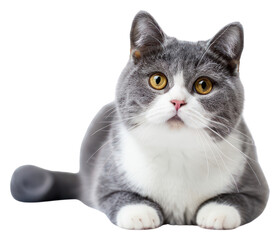 PNG Adorable gray and white cat