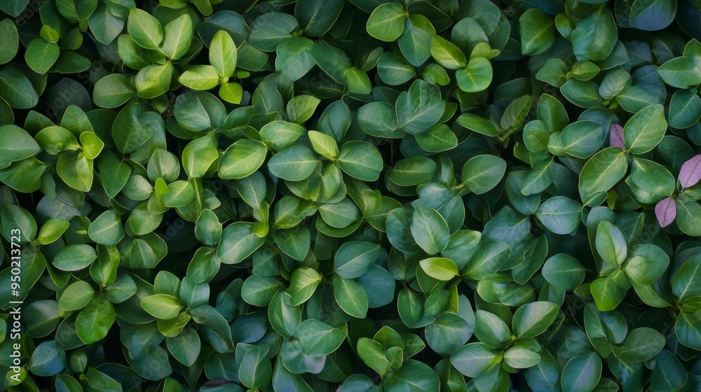 Aufkleber aerial view of symmetrical pattern of green leaves geometric textured background with diffused natur