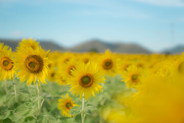 Fototapeta premium A vibrant summer day in a sunflower field under a clear blue sky