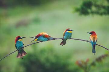 European bee-eater (Merops apiaster) in natural habitat