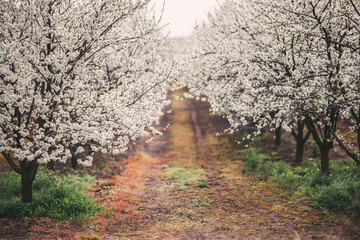 Fototapeta premium Blooming plum trees orchard and trail on a sunny spring day