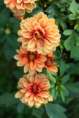 pomarańczowa dalia w słońcu, orange dahlias