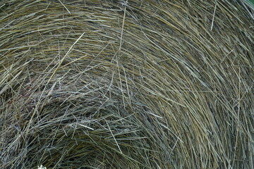 Bale of hay - close-up photograph