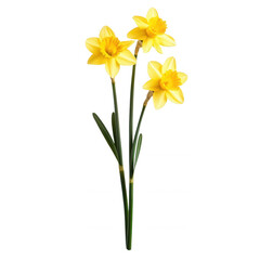 A vibrant bouquet of yellow daffodils, transparent background