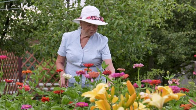 Elderly 70 80 years woman wearing white sun hat caring for flowers in garden. Old gardener touches petals of blooming flowers with care and inhales aroma with pleasure. People hobby at retirement
