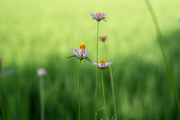 close up of flowers in garden backgrounds.