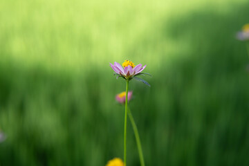 close up of flowers in garden backgrounds.