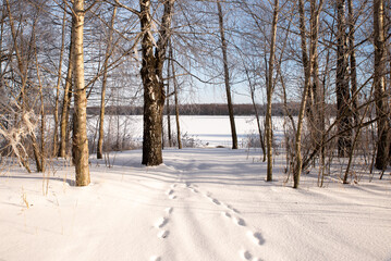 A frozen birch grove on the riverbank. Winter morning snowy landscape. The trees are covered in frost.