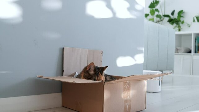 Pleased cat lying to sleeps in cardboard box on floor at home. Fluffy pet cat spending in lazy time in favorite cot in sunny day. Funny habits domestic animal. Relaxed kitty sits in comfortable carton
