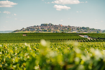 view of landscape and vineyard of Sancerre in France