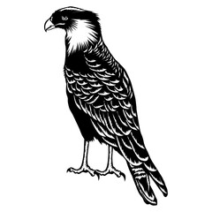 Caracara