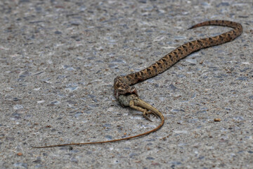 A snake is eating a lizard on the ground in the middle of the road.