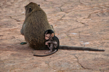 A mother monkey is sitting on the ground with her baby curled up and hiding behind her back.