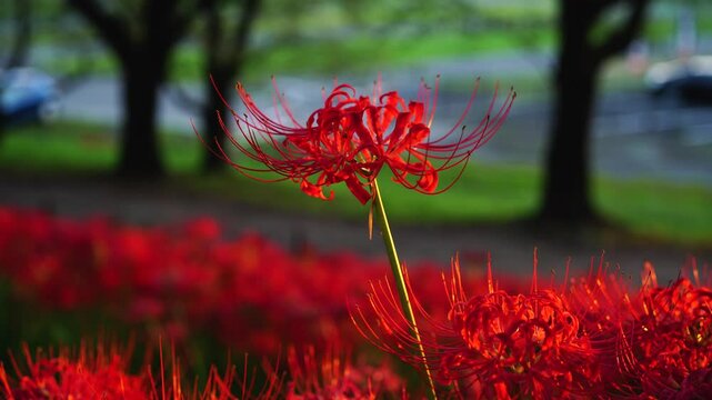 Sunset of Red spider lilies (Lycoris radiata)at Satte's&nbsp;Gongendo Park in Saitama Prefecture