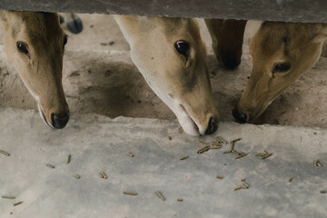 Three Deer, One Meal: A captivating close-up of three deer, heads bowed in unison as they graze...