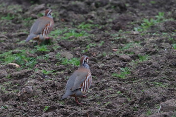 red partridge