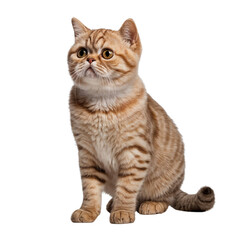 Shorthair cat isolated on a transparent background, cut out