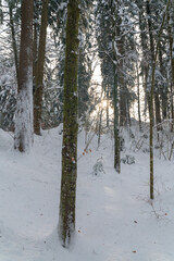 Winter in a forest in the German Alps in the bavarian Allgäu