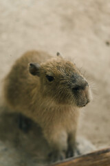 Curious Capybara Gaze: A close-up encounter with a captivating capybara, its gentle eyes sparkling with curiosity. 