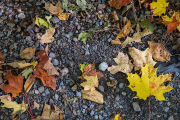 Fallen autumn leaves on the ground in the forest.