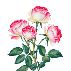 Obraz premium Watercolor Illustration Of A Group Of Beautiful Roses On Transparent Background