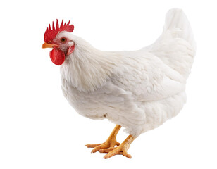 Fototapeta premium Weißes Huhn isoliert auf weißen Hintergrund, Freisteller 