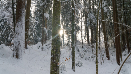 Winter in a forest in the German Alps in the bavarian Allgäu