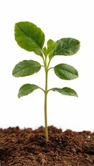 Young plant with several leaves sprouting from rich dark soil against white background, seedling 
