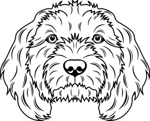 Cockapoo