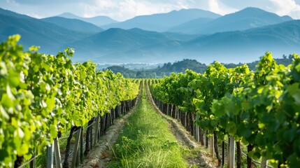 Naklejka premium Rows of grapevines in a vineyard with mountains in the background