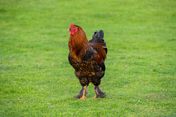 Downy chickens, Cochin, Brahma, a beautiful rooster walks in a clearing with green grass. Household raising chickens