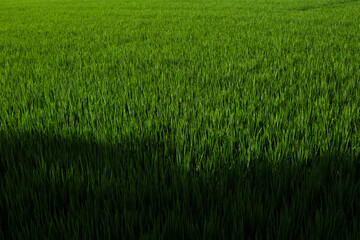 green grass texture backgrounds, Agriculture concept